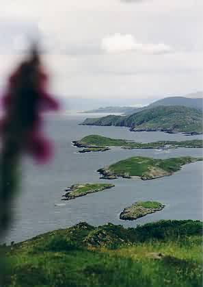 Ein Fingerhut und die Beara-Hälfte der Kenmare Bay