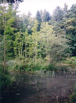 Wunderschöner Tümpel im Nationalpark