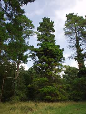 Im Portumna Nationalpark