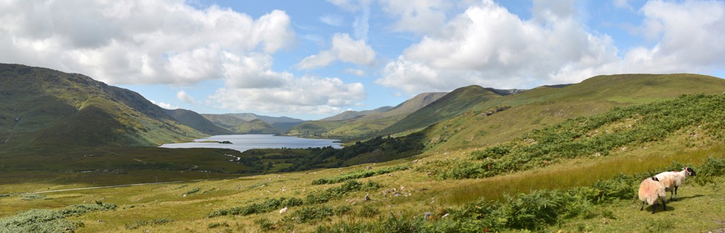 Panorama am Lough Nafooey. Mit Schafen.